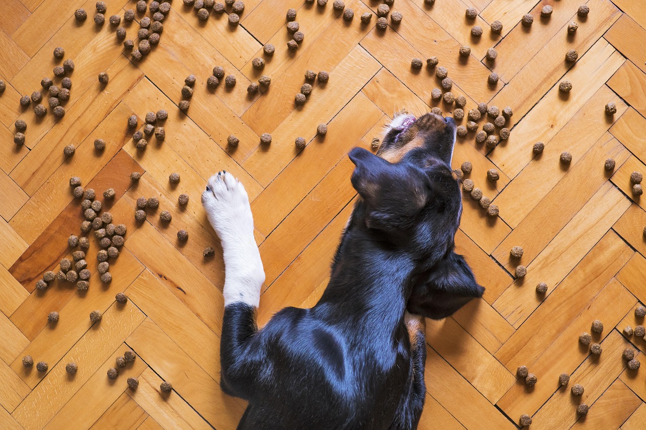 dog food, dog kibble, dry dog food, dog treat, pet food, animal, dog, pet, dog eating, dog feeding, orange pets, orange eating, dog food, dog food, dog food, dog food, dog food, pet food, dog eating, dog eating, dog eating