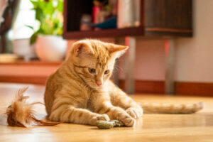 Kiedy warto rozważyć zmianę karmy po sterylizacji kota?