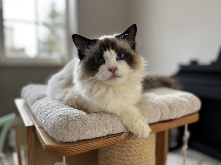 Kiedy warto podawać kotu karmę w saszetkach?